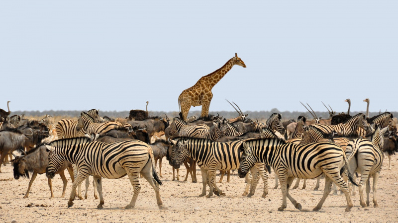 Zebre e giraffe nella savana africana