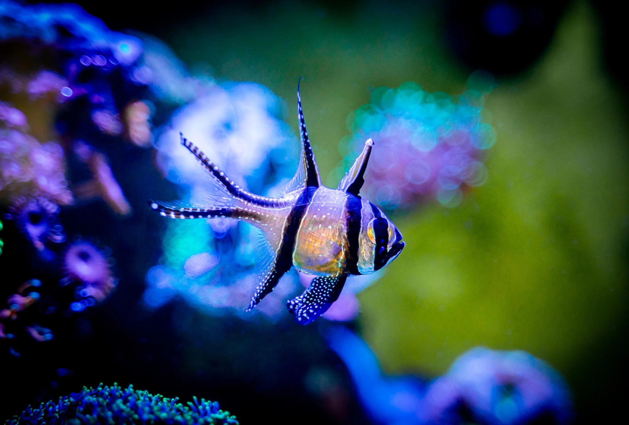 Marine Ecology Research Centre