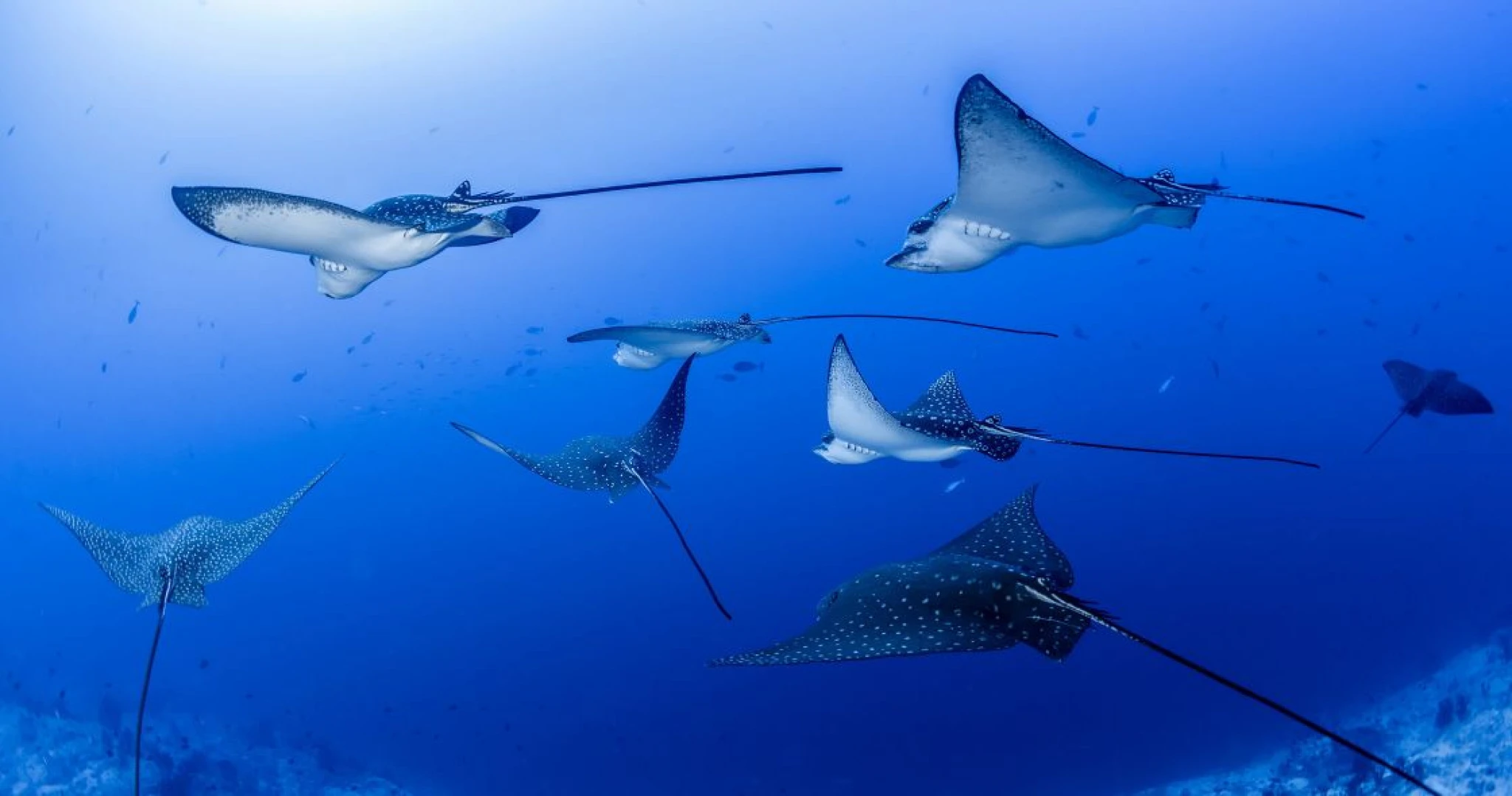 Manta Trust's Ocean Women